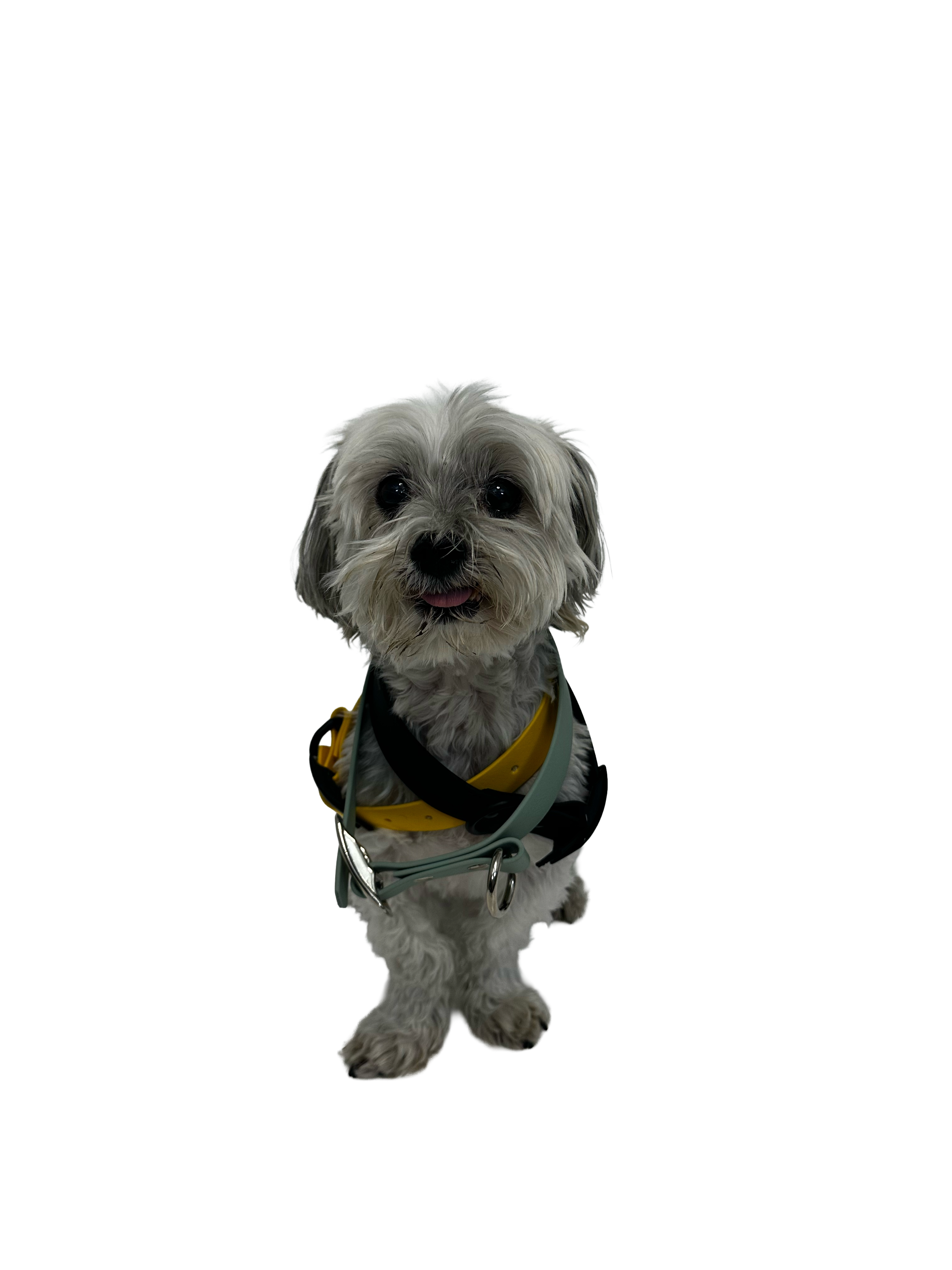 The Sunday Walk Biothane Collar